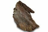 Fossil Dinosaur Bone Section on Sandstone - Wyoming #316929-1